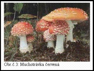 Obrázok